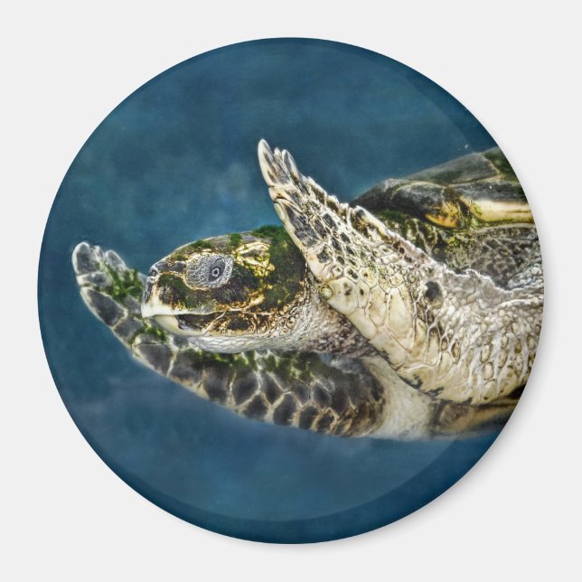 Aimant La tortue de mer surprise (Devant)