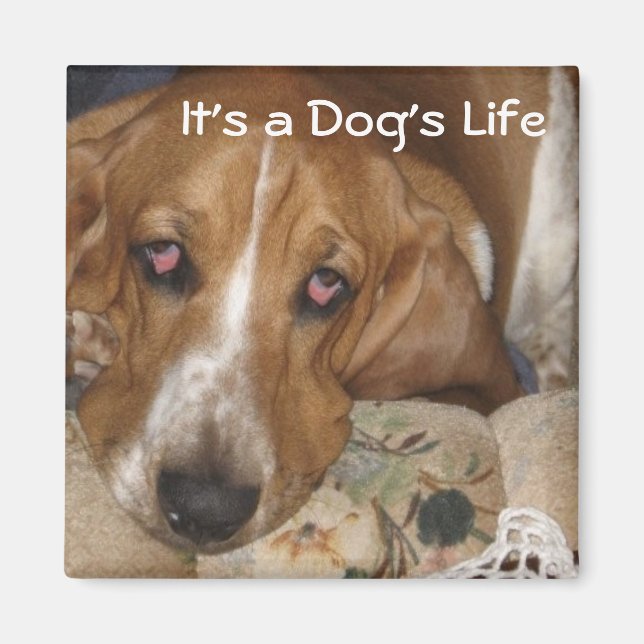 Aimant La vie du chien (Devant)