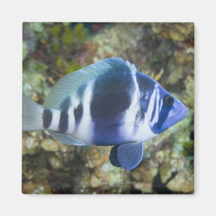 Aimant La vie sous-marine, POISSON : Indigo Hamlet