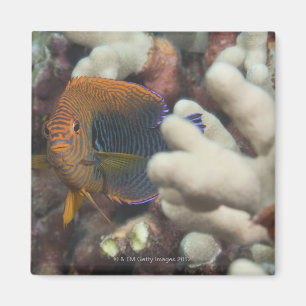 Aimant La vie sous-marine ; POISSONS : Un portrait d'un