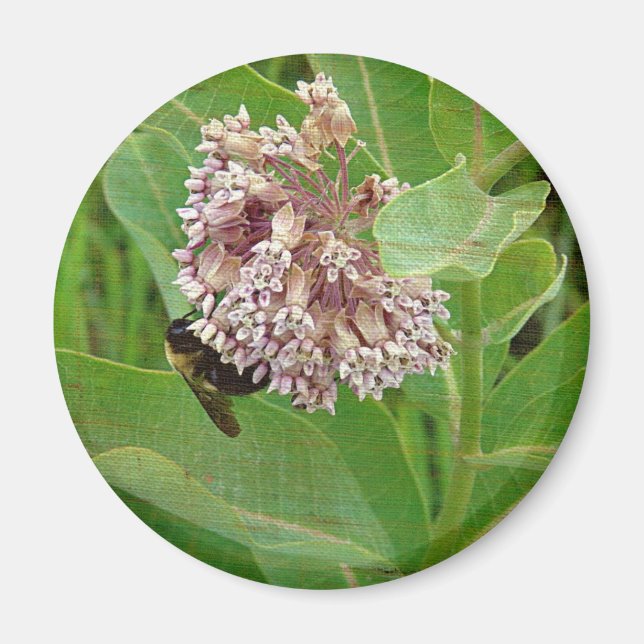 Aimant L'abeille bourdrée sur l'algue (Devant)