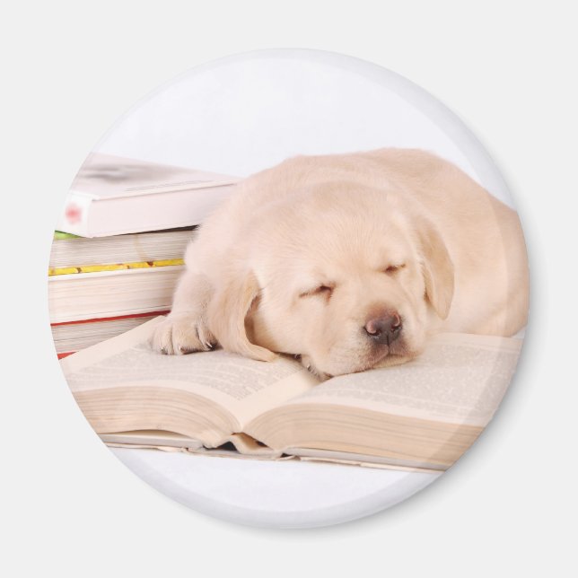 Aimant Laboratoire (Devant)