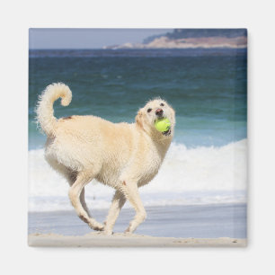Aimant Labradoodle - jour heureux sur la plage