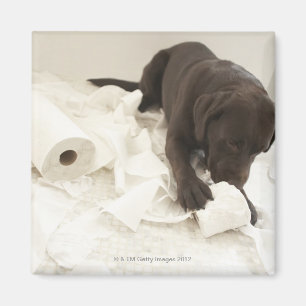 Aimant Labrador brun chocolat