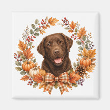 Labrador chocolat automne