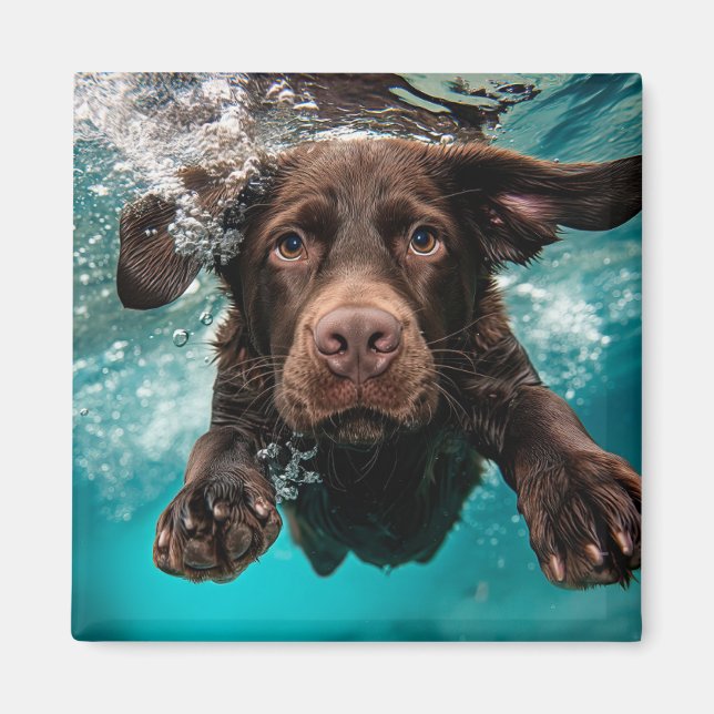Aimant Labrador chocolat joueur nageant sous l'eau (Devant)
