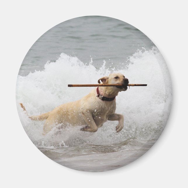 Aimant Labrador - Jaune - Allez chercher ! (Devant)