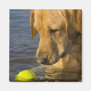 Aimant Labrador jaune avec une balle de tennis dans l'eau