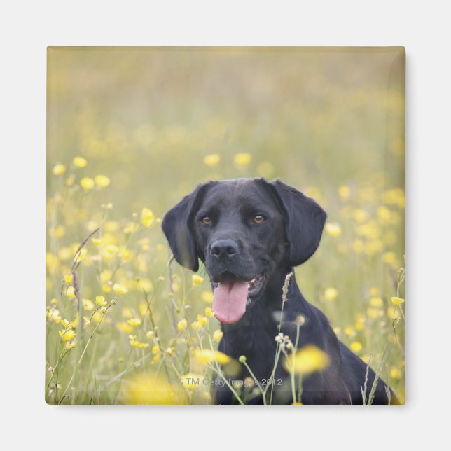 Aimant Labrador noir 16 mois (Devant)