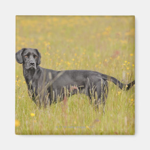 Aimant Labrador noir 16 mois 2