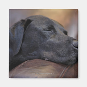 Aimant Labrador noir endormi sur le sofa, plan rapproché