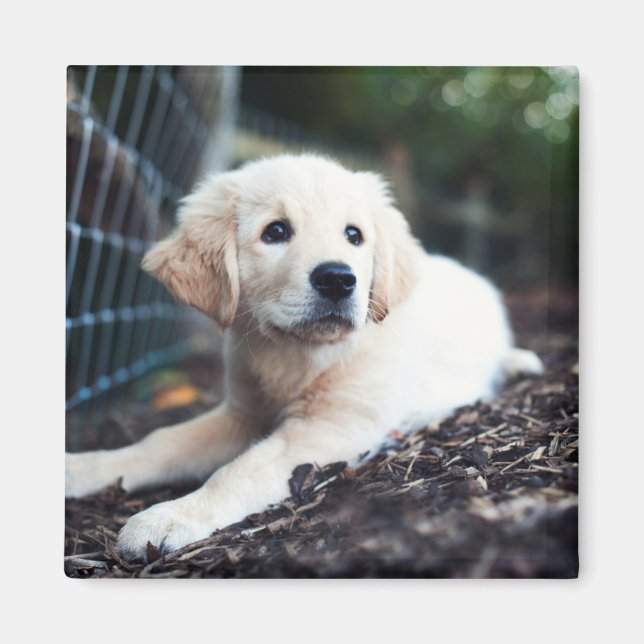 Aimant Labrador Puppy (Devant)