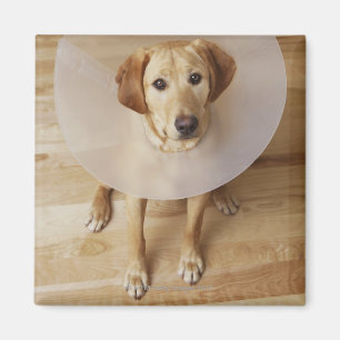 Aimant Labrador retriever avec le cône autour de son cou