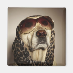 Aimant Labrador retriever blond portant des lunettes du