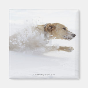 Aimant Labrador retriever fonctionnant par la neige