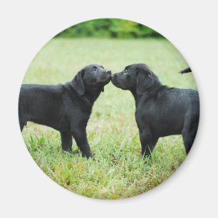 Aimant Labrador retriever noir