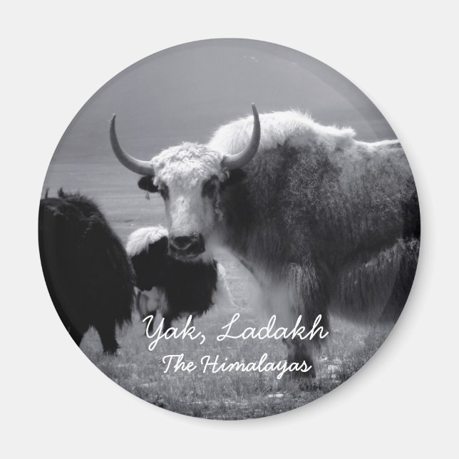 Aimant Ladakh, L'Himalaya, Yak II (aimant) (Devant)