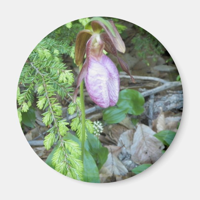 Aimant Lady Slipper 2 (Devant)