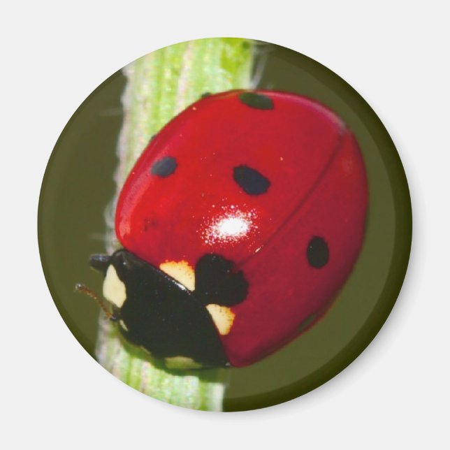 aimant ladybeetle (Devant)