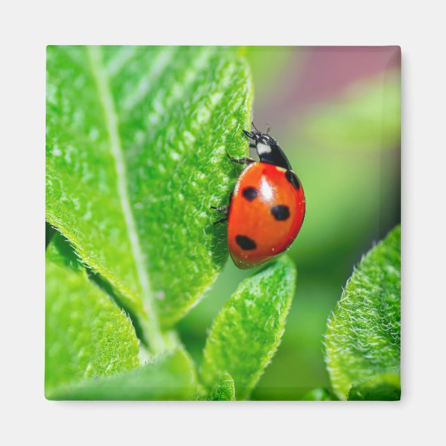 Aimant Ladybird (Devant)