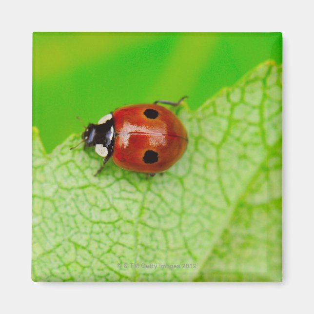Aimant Ladybird marche à travers une feuille (Devant)