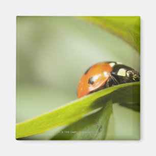 Aimant Ladybird sur la feuille, coccinelle sur la feuille