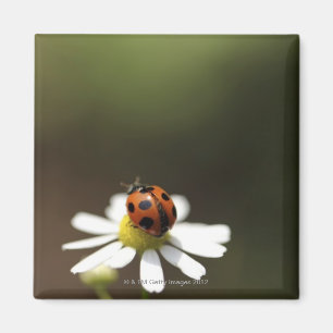 Aimant Ladybird sur la Fleur Chamomile