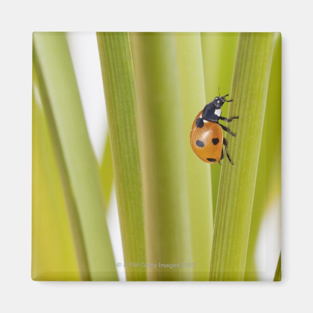 Aimant Ladybird sur les tiges plantes (Devant)