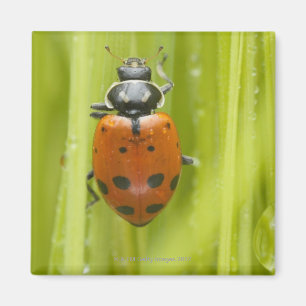 Aimant Ladybird sur l'herbe, plan rapproché