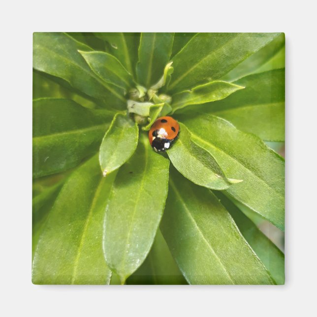 Aimant Ladybug (Devant)