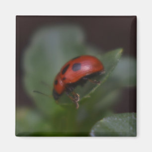 Aimant Ladybug