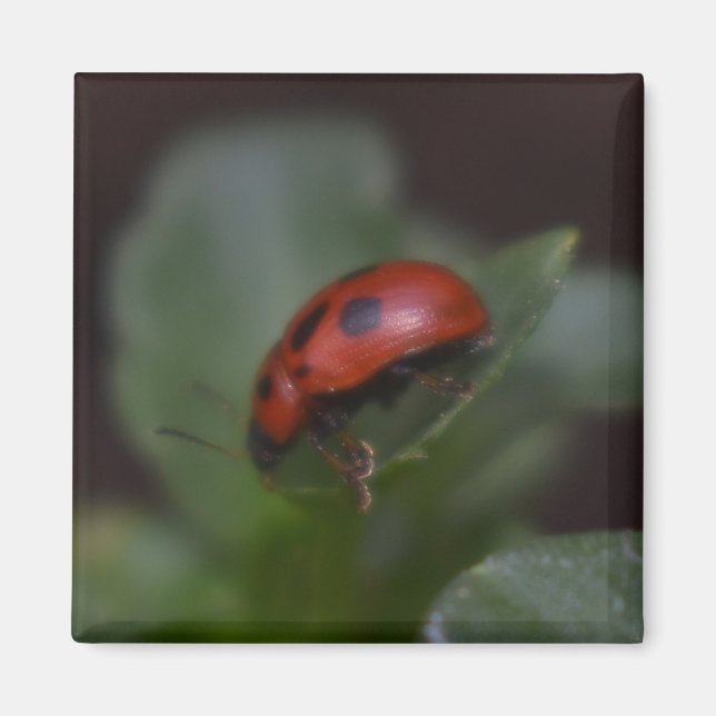 Aimant Ladybug (Devant)