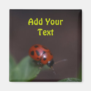 Aimant Ladybug