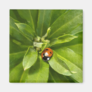 Aimant Ladybug
