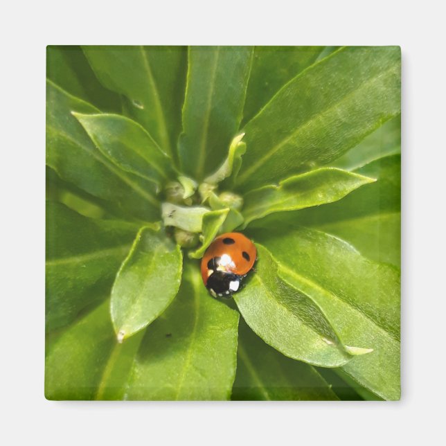 Aimant Ladybug (Devant)