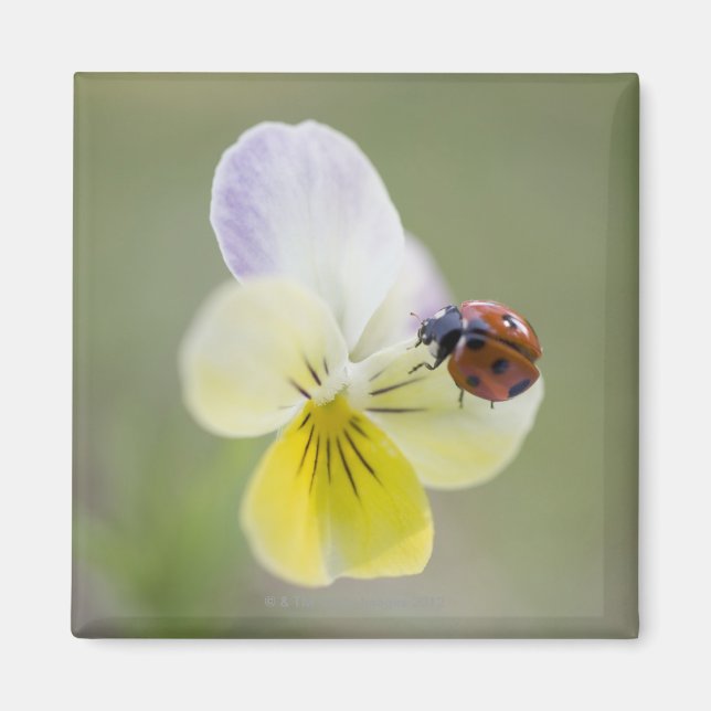 Aimant Ladybug on pansy, Biei, Hokkaido, Japon (Devant)