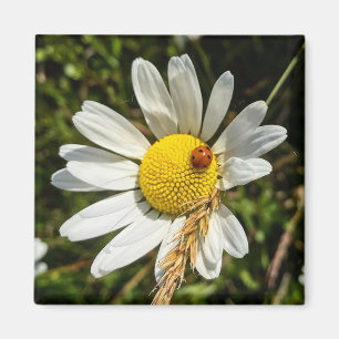 Aimant Ladybug sur Daisy