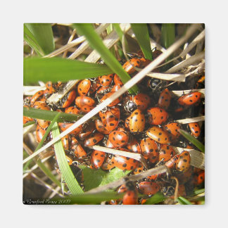 Aimant Ladybugs (Coccinellidae)
