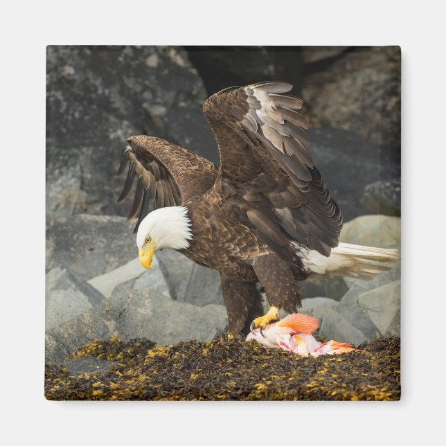 Aimant L'aigle chauve ultime (Devant)