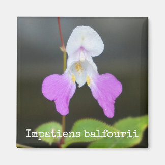 Aimant L'aimant botanique des orchidées du pauvre