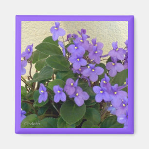 Aimant L'aimant de violettes bleu le plus bleu