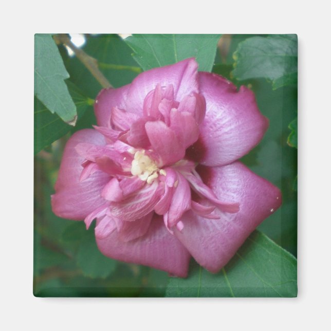 Aimant L'aimant d'un Rose de Sharon Commence à fleurir (Devant)