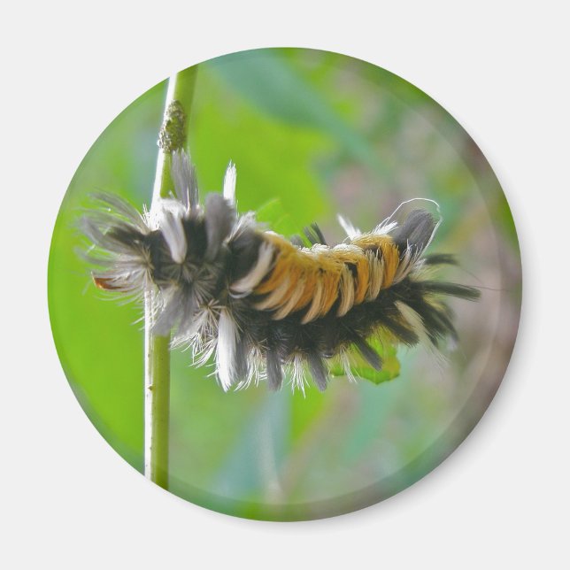 Aimant Lait Tussock Moth Caterpillar Items (Devant)