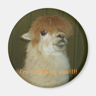 Aimant Lama, je vous observe ! ! ! !