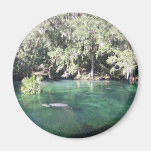 Aimant Lamantins à l'aimant de Blue Springs