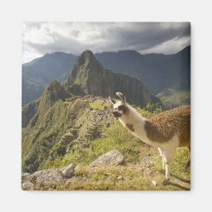 Aimant Lamas et un regard sur Machu Picchu,