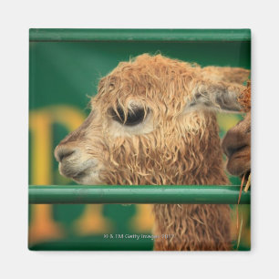 Aimant lamas très mignons tous les deux regardant quelqu