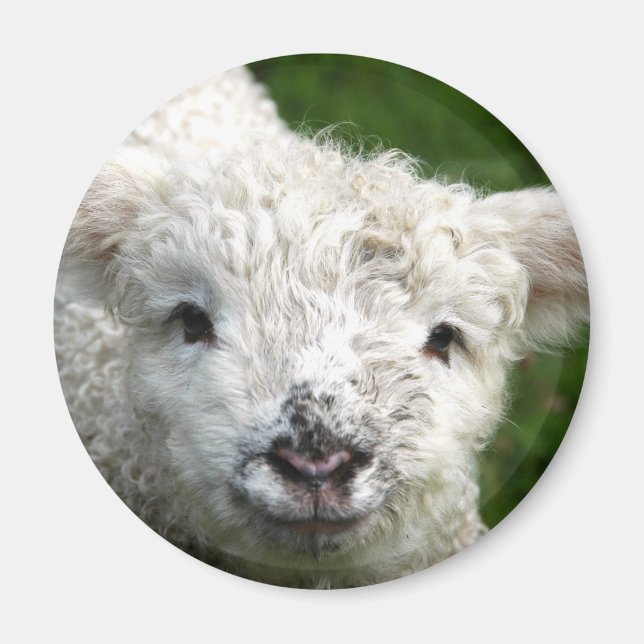 Aimant - Lampe de ressort (Devant)