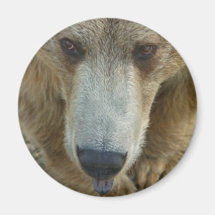 Aimant Lancement de l'ours