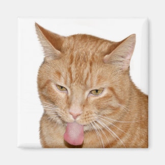 Aimant Langue des chats